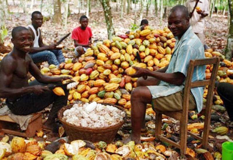 You are currently viewing Cocoa farmers demand 72.5% rise in farm gate price