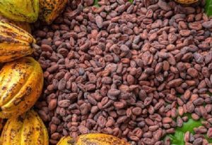 Read more about the article Cocoa Farmers announce decision to halt farming over farm-gate price