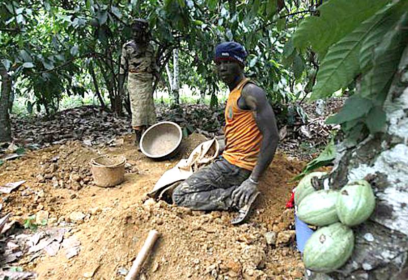 Read more about the article Farmers battle galamsey’s devastation in Ashanti Region