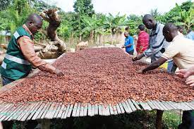 Read more about the article Ghana should worry about China’s cocoa production