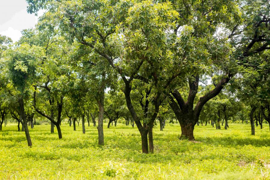 Read more about the article ‘Green Ghana Day’ – Ghanaians to plant 5 million trees nationwide t’day