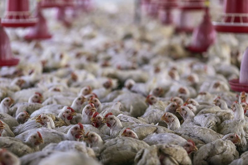 You are currently viewing Bird flu outbreak affects 24 farms – Veterinary Services