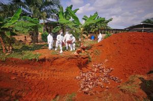 Read more about the article A/R: Bird Flu outbreak: Ban on movement of poultry products in Ashanti