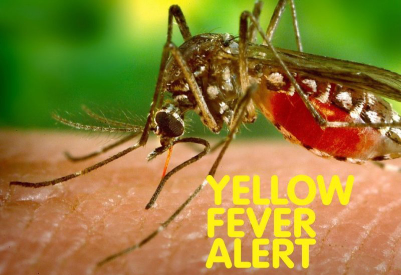 You are currently viewing Central Region on high alert for yellow fever outbreak