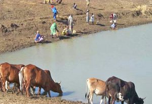 Read more about the article Yawmosi and Amanpensa residents compete with animals for drinking water