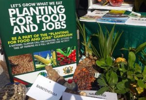 Read more about the article Planting for food and jobs propelling accelerated growth – Afriyie Akoto