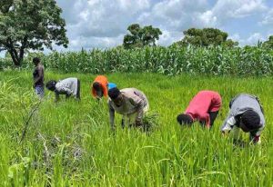 Read more about the article Ejura Sekyeredumase farmers lament over increase in agro-chemicals, fertilizers