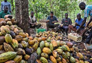 Read more about the article Stakeholders Urged To Leverage On Growing Interest In Cocoa Products