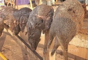 Read more about the article Bush Meat on high demand in Kumasi – Photos