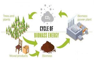 Read more about the article Twifo Ati-Morkwa to become West Africa biomass fuel hub