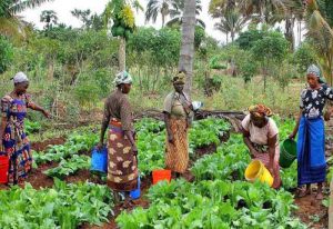 Read more about the article Ghana takes steps to deepen public understanding of modern plant breeding