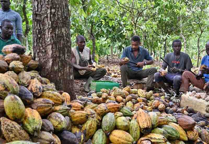 You are currently viewing Cocoa beans or chocolate and confectionery?