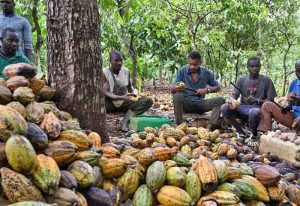 Read more about the article COCOBOD loses GHc4.8 billion to galamsey at Boinso