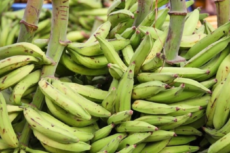 You are currently viewing Health benefits of plantains, according to Dietician