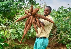 Read more about the article Health benefits of eating cassava