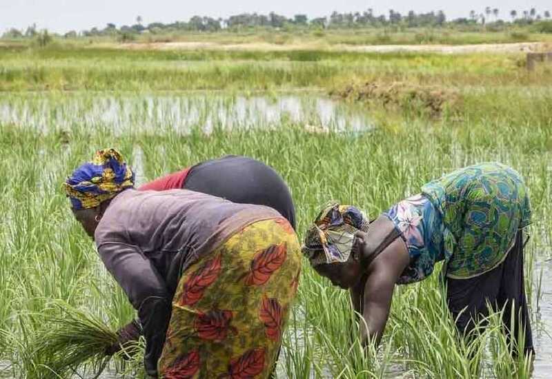 You are currently viewing African Development Bank approves $11.7million to facilitate access to fertilizers for African Farmers