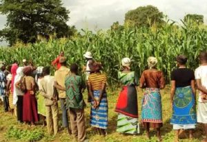 Read more about the article IMF money: Peasant farmers say support must boost agriculture