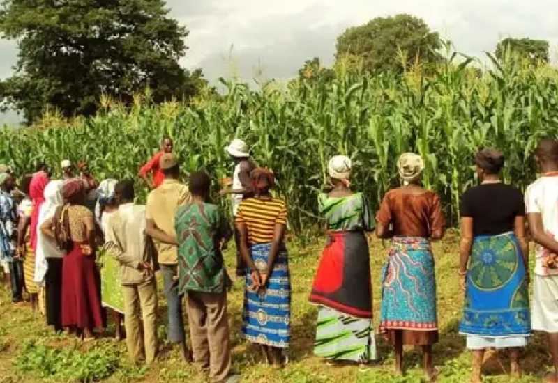 You are currently viewing IMF money: Peasant farmers say support must boost agriculture