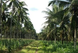 Read more about the article Ghana gradually positioning to become leading producer of coconut globally – GEPA