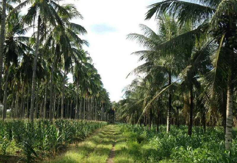 You are currently viewing Ghana gradually positioning to become leading producer of coconut globally – GEPA