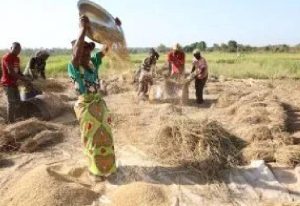 Read more about the article COP28’s commitment to transforming farming and food systems is an insult to Africans