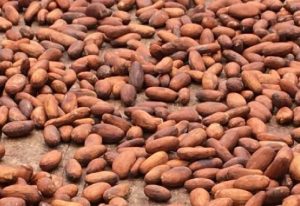 Read more about the article Cocoa shortages force shutdowns at Ghana’s top processors