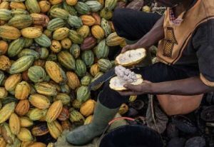 Read more about the article Cocoa slumps 26% in two days, paring back historic rally