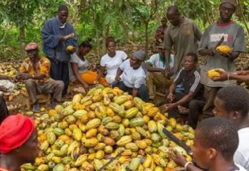 Read more about the article Galamsey, Smuggling and bad weather slash Ghana’s cocoa revenue by $500m